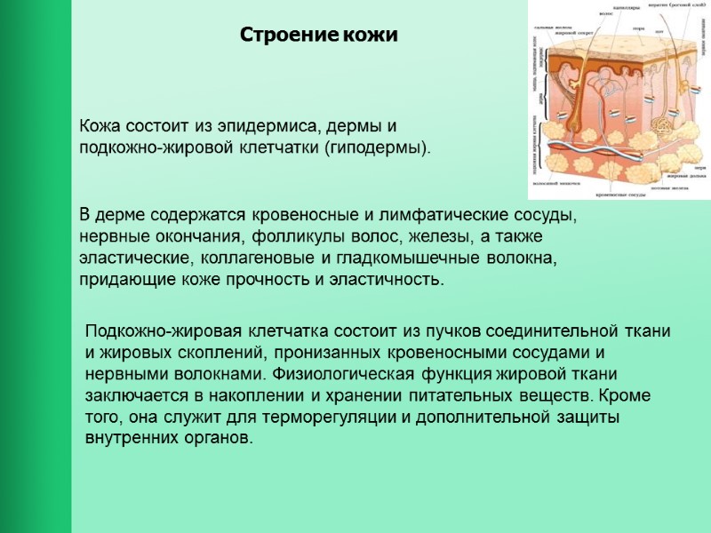 Строение кожи Кожа состоит из эпидермиса, дермы и  подкожно-жировой клетчатки (гиподермы). В дерме